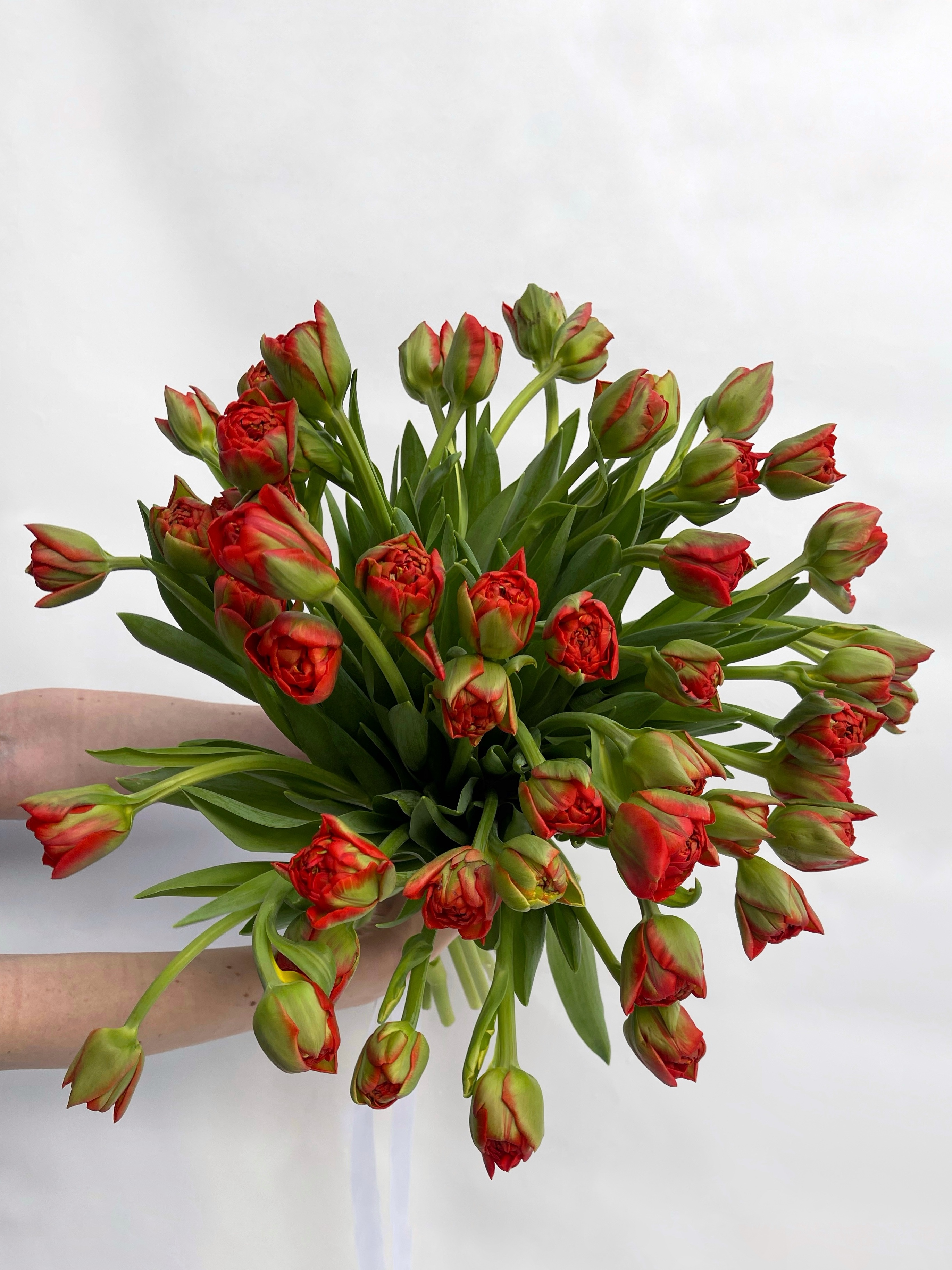 Пионовидные тюльпаны красные (поштучно)
