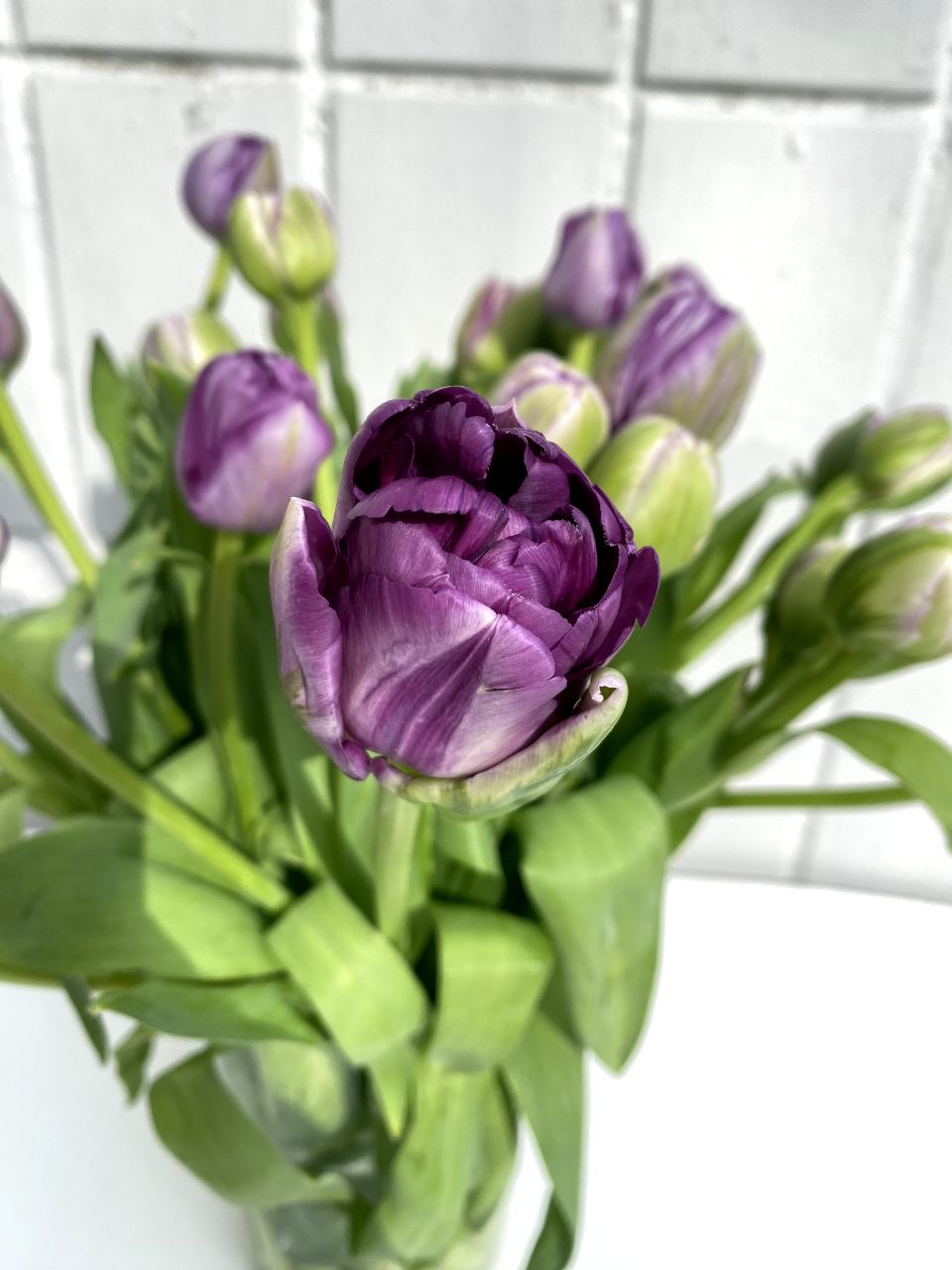 Тюльпаны пионовидные (поштучно)