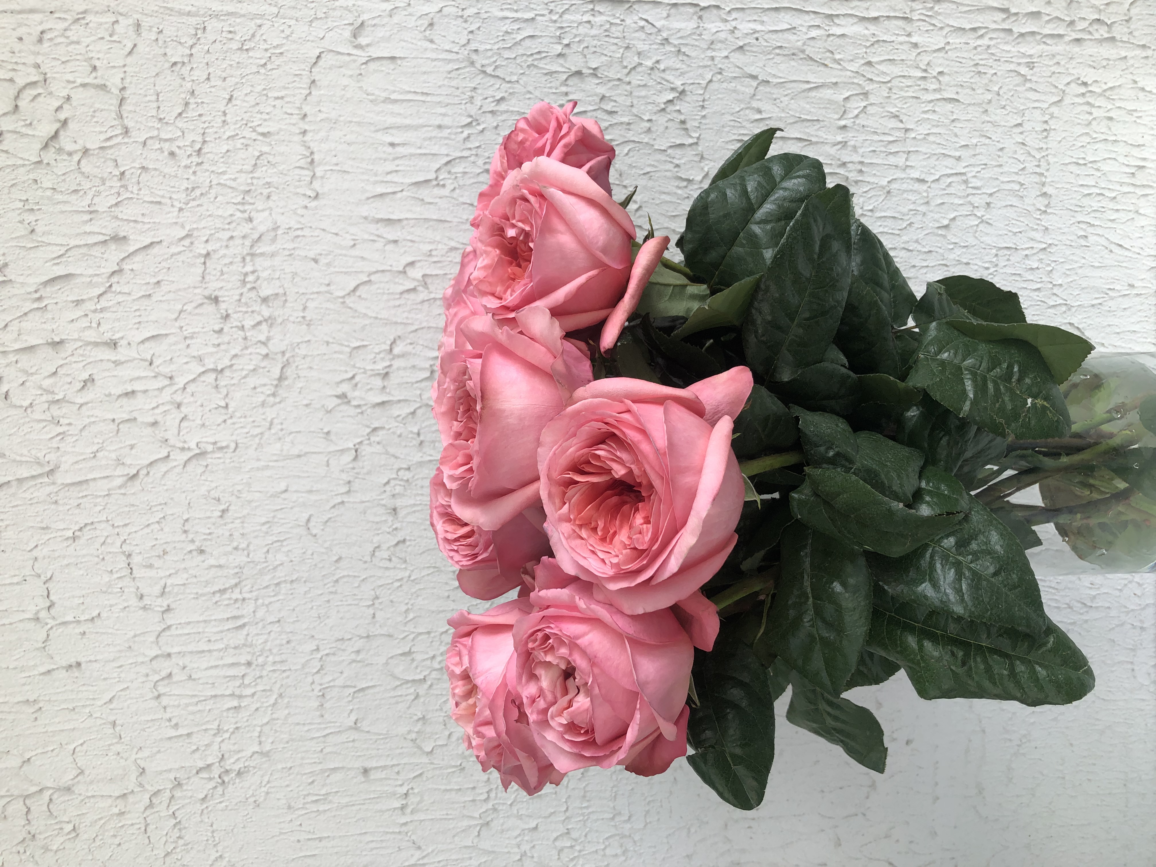 Роза одноголовая 70 см (поштучно)