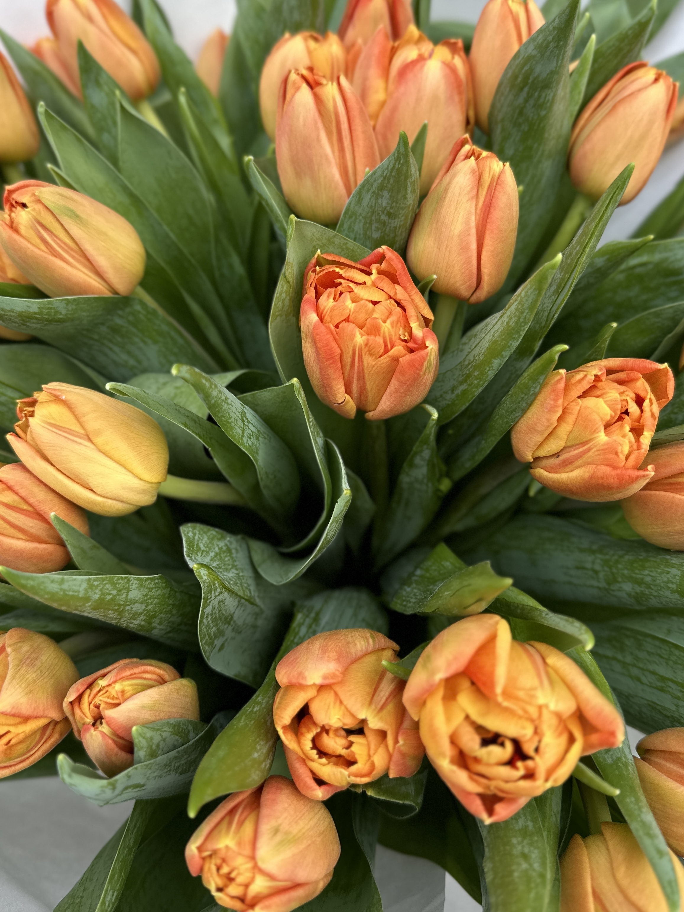 Букет из 43 пионовидных тюльпанов