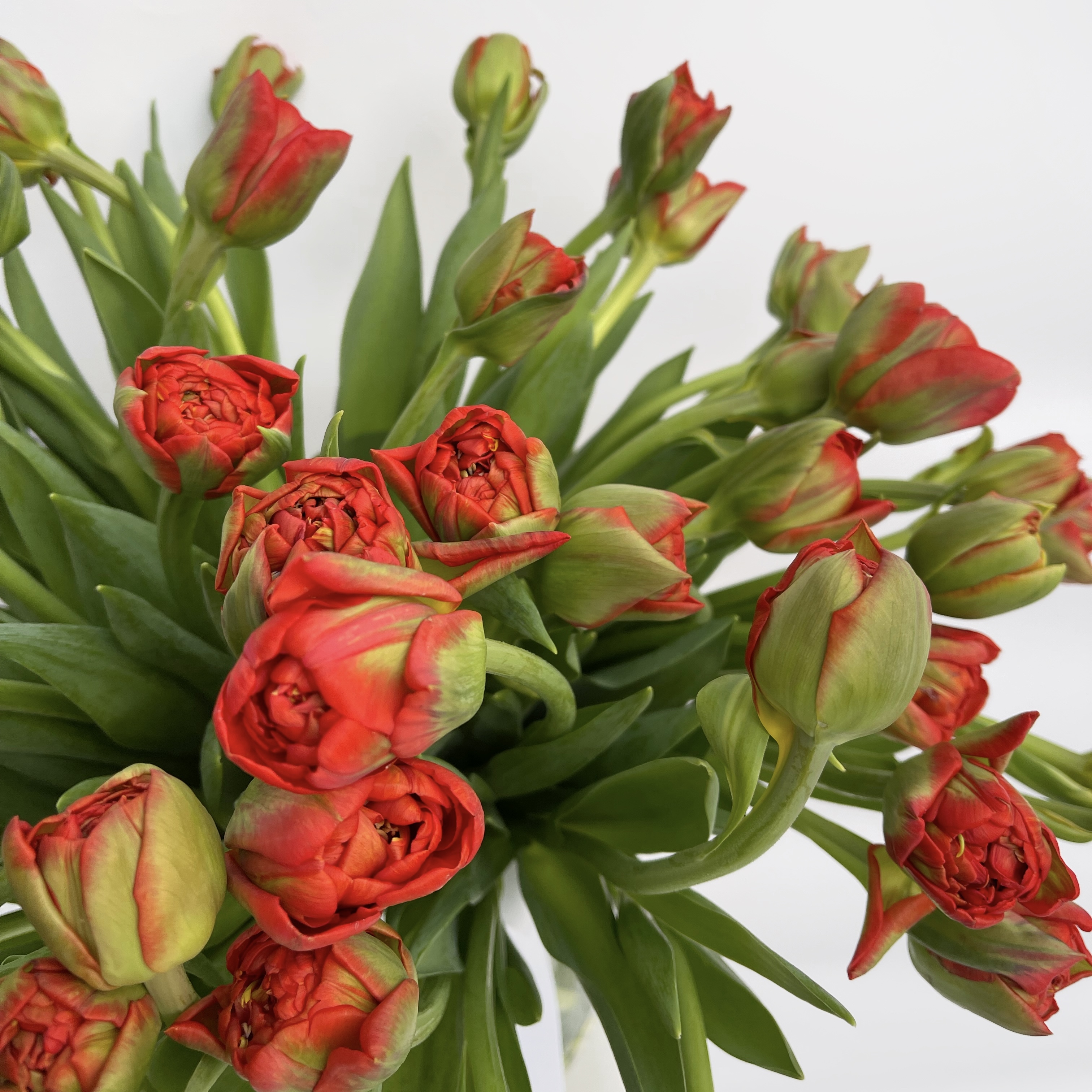 Пионовидные тюльпаны красные (поштучно)