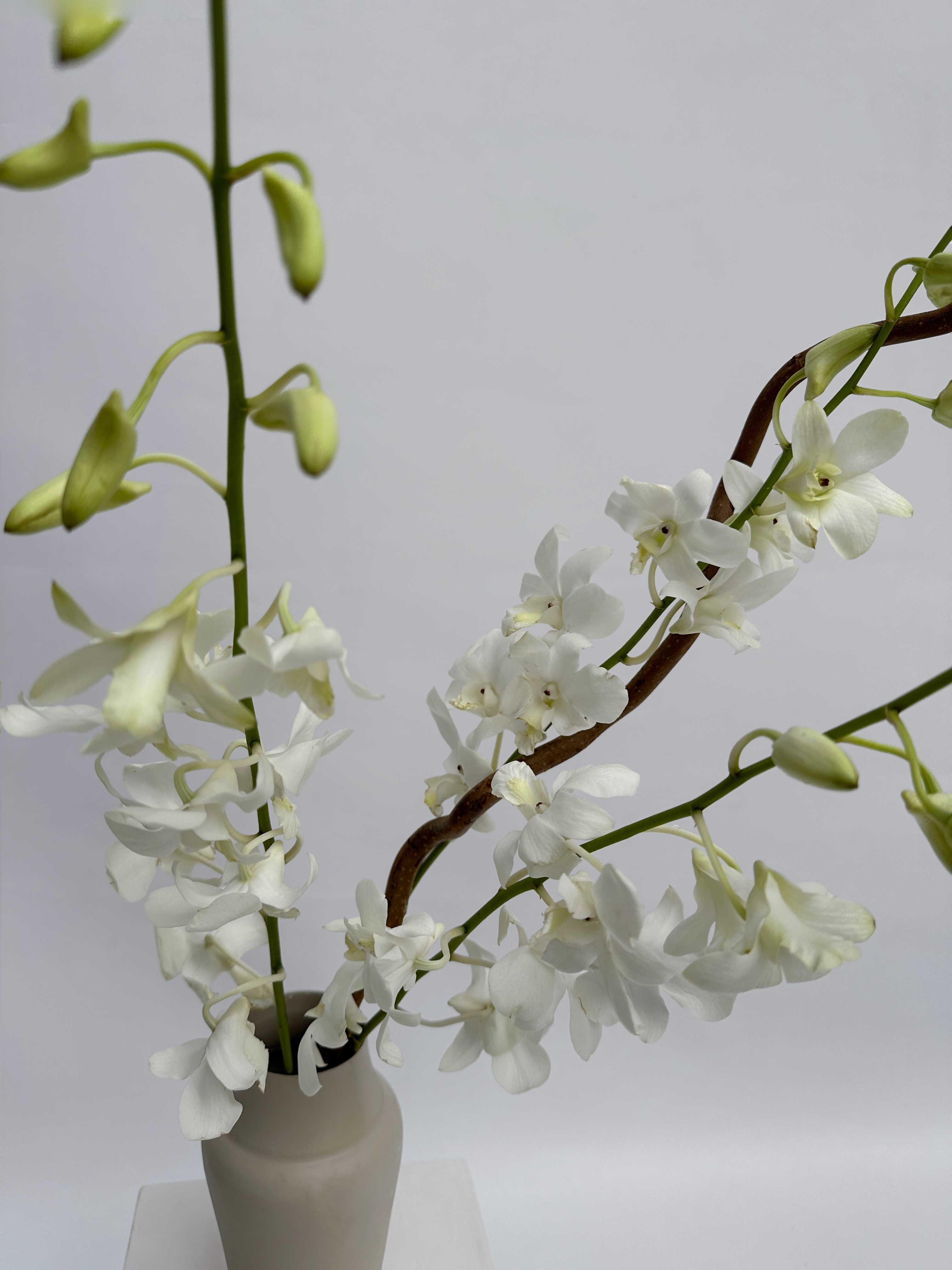 Орхидея Дендробиум (поштучно)